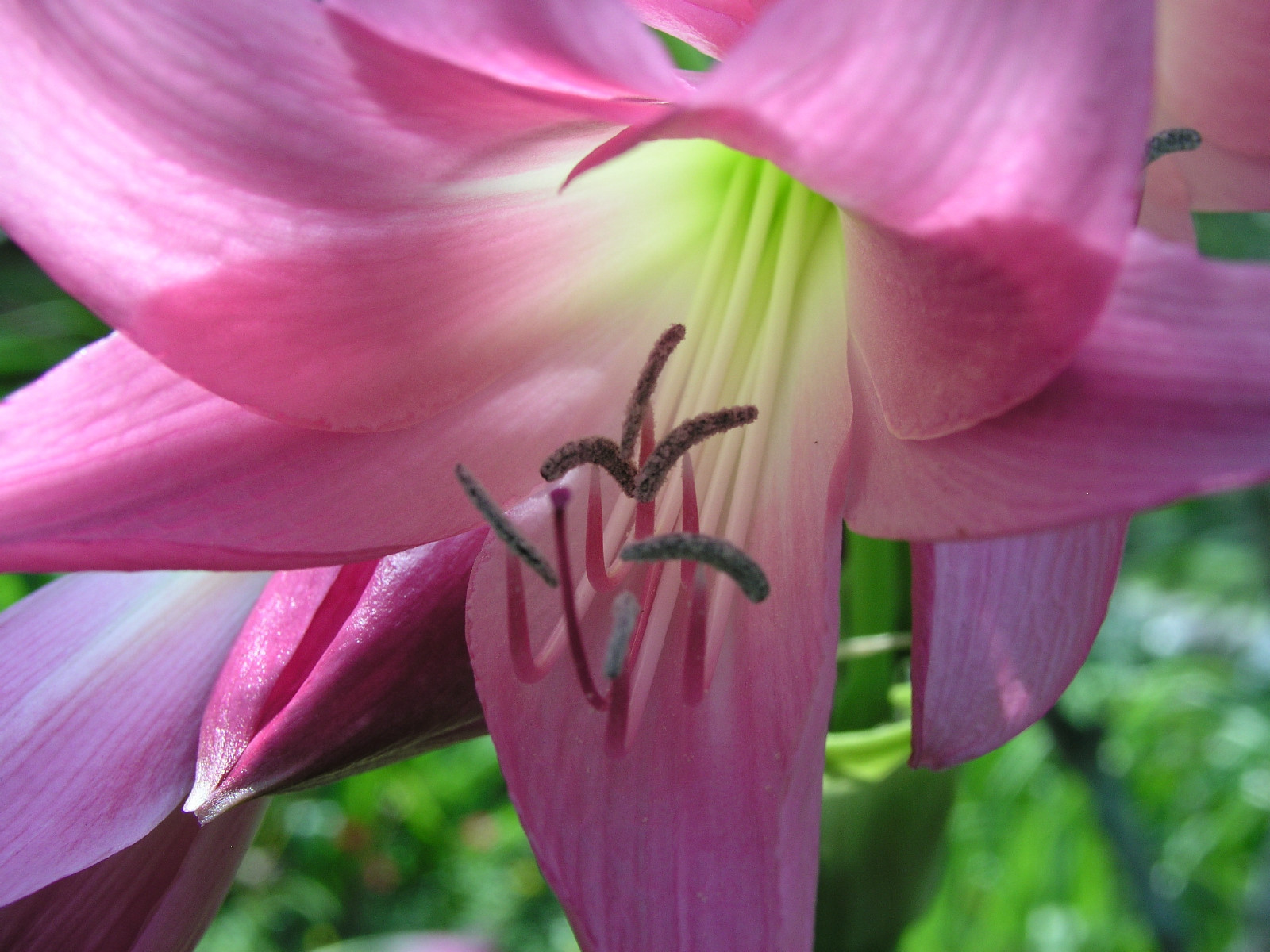 Crinum Lily, Imperial Guard, medium-size bulb – Exclusive