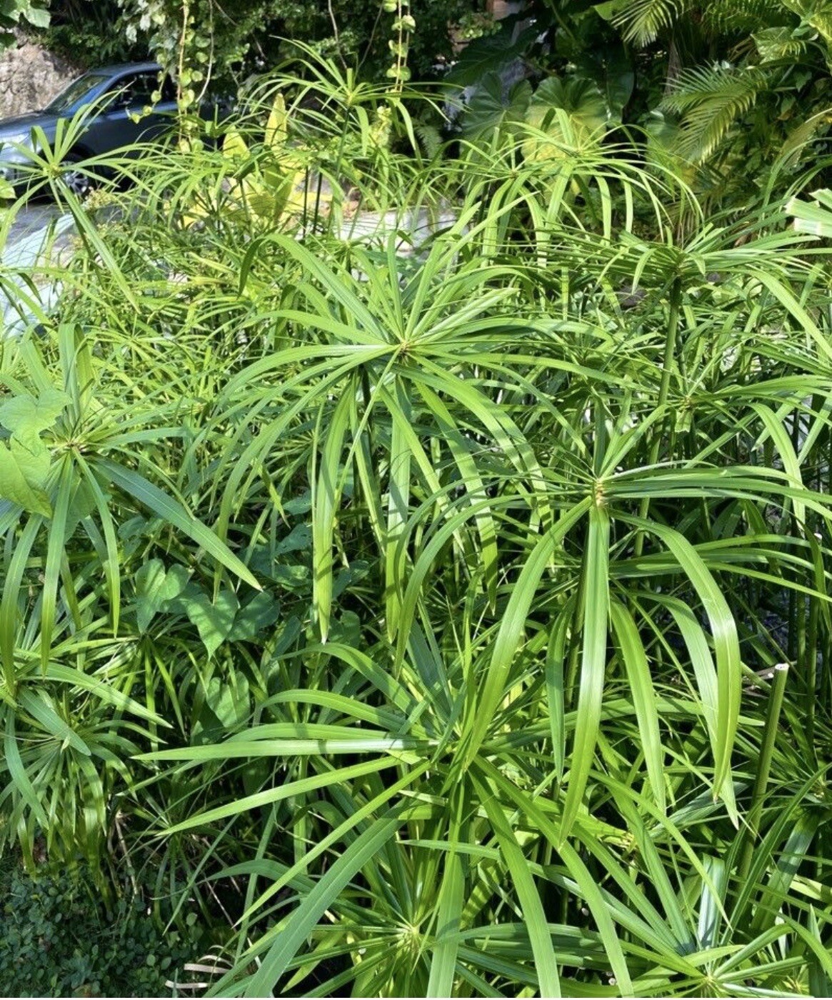 Cyperus Alternifolius, Umbrella Palm, Umbrella Sedge – 100 Seeds 2024 – USA