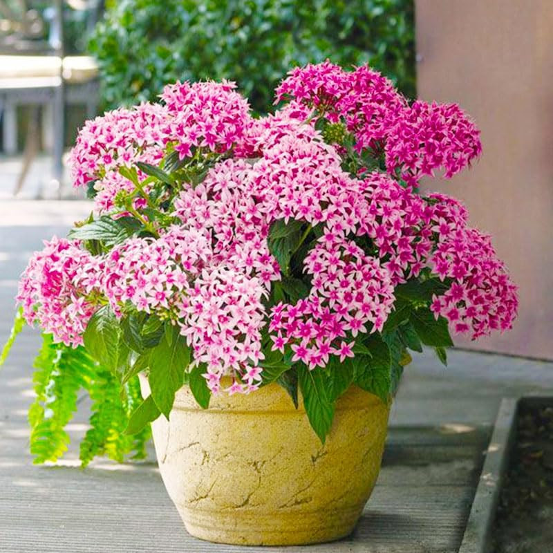 110+ Perennial Pentas Lucky Star Flower Seeds for Planting Outdoor-Non-Gmo Heirl