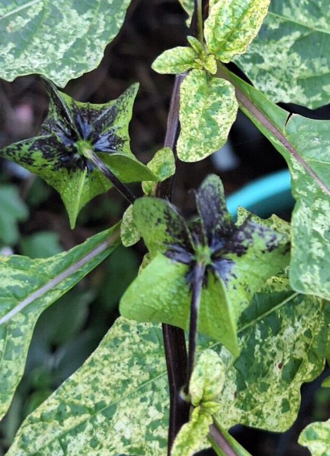 NICANDRA SPLASH OF CREAM 75 SEEDS, SHOO-FLY PLANT, NICANDRA PHSALODES VAR.