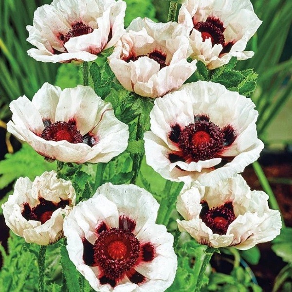 Papaver Orientale Poppy Seeds For Planting Mixed Colors Giant Perennial Flowers