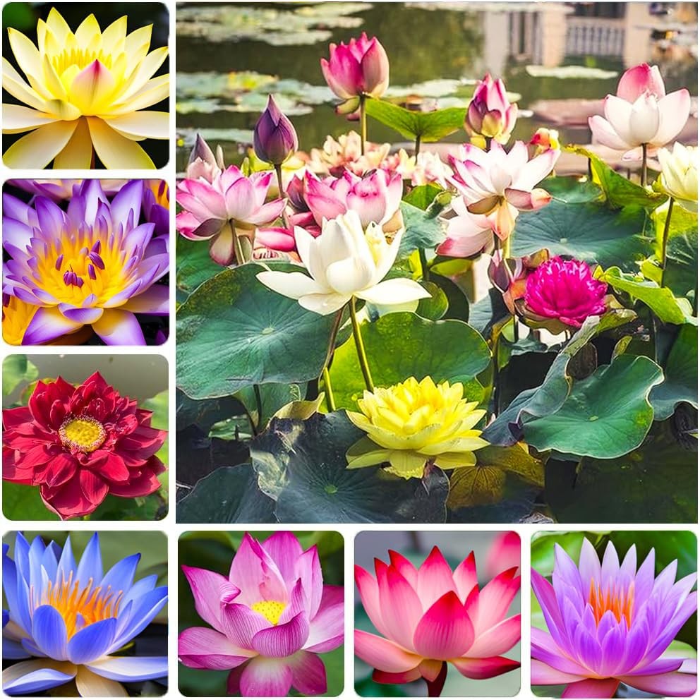 35 pcs Mini Lotus Seeds Variety Pack â€“ Bonsai Lotus, Water Lily Garden Seeds