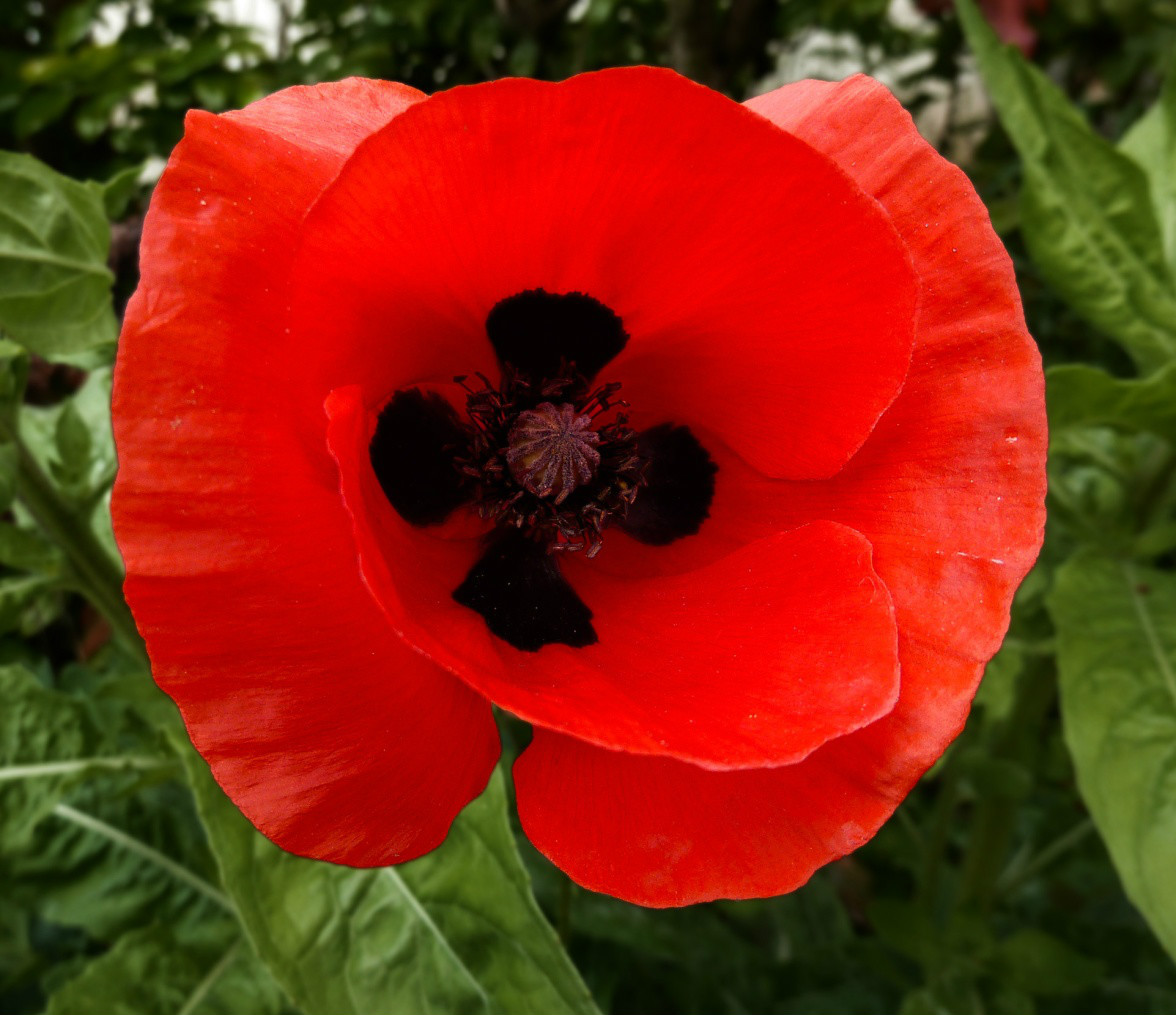 CORN POPPY * RED * BLACK CENTER *