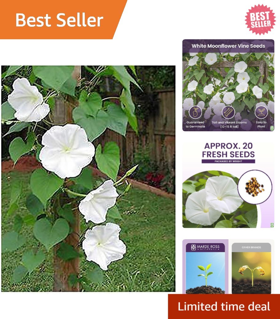 Fragrant White Evening Blooming Vine Seeds – Climb Up to 15 Feet with Charm