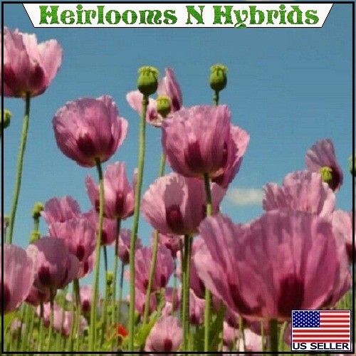 10,000+ Mixed European Hybrids Organic Papaever Somniferum Poppy Flowers Seeds