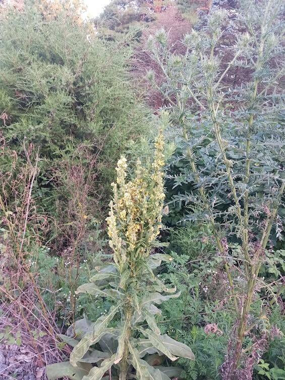 150 Seeds Great Mullein (Verbascum Thapsus) Heirloom – Fresh from 2023 Harvest