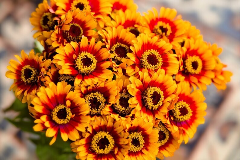 25 Zinnia Sombrero Seeds. USA Seeds. Organic. Ships free