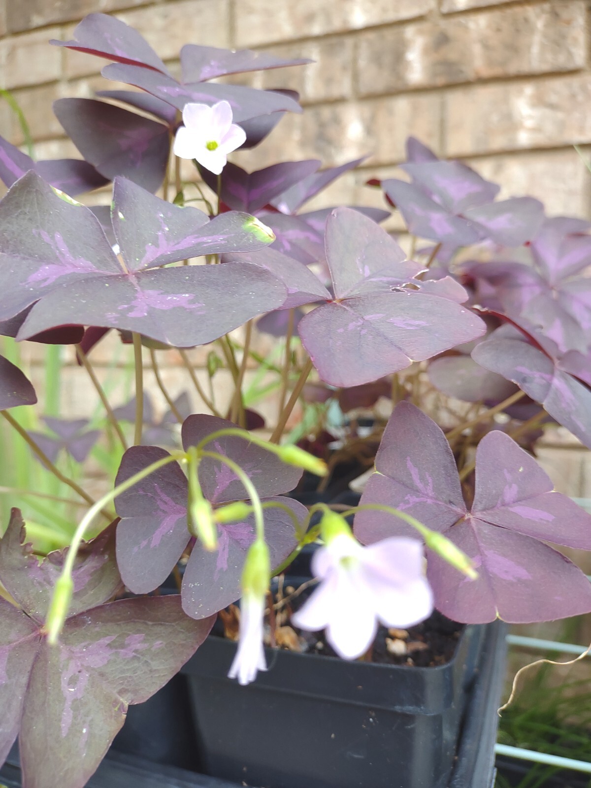 5 Bulbs Purple Shamrock, Oxalis Triangularis Bulbs, Flowers Bulbs Free Shipping