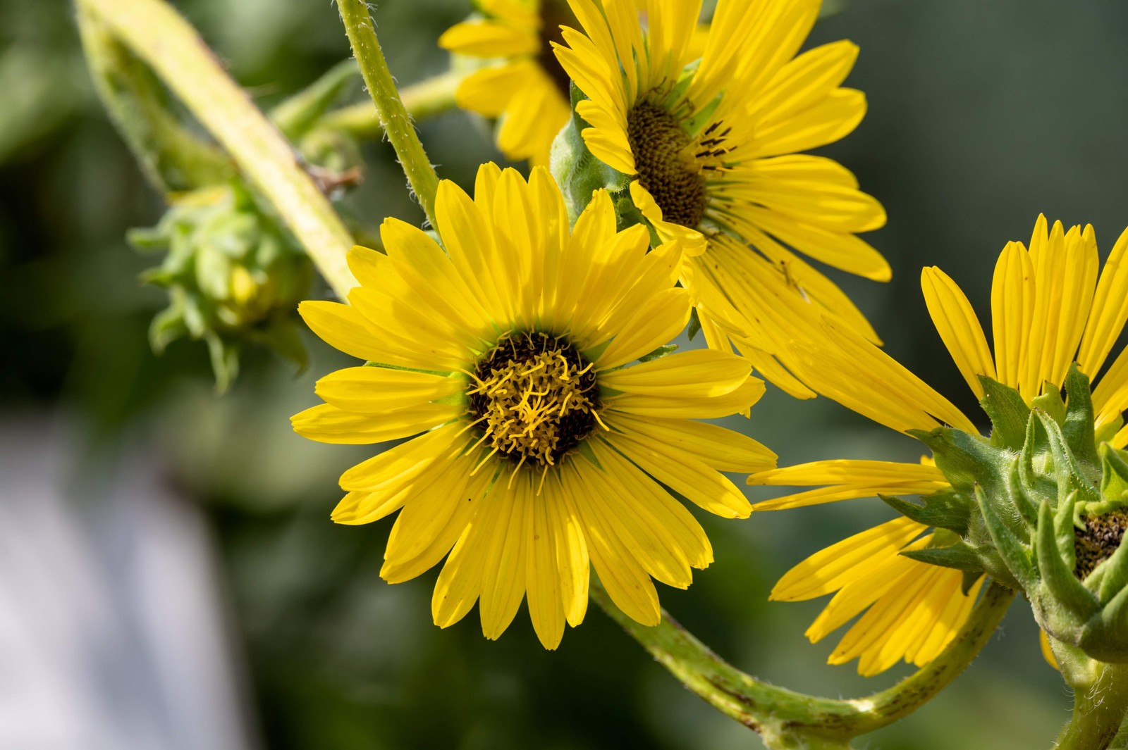 10 Yellow COMPASS PLANT Silphium Laciniatum Prairie Compassplant 4″ Flower Seeds