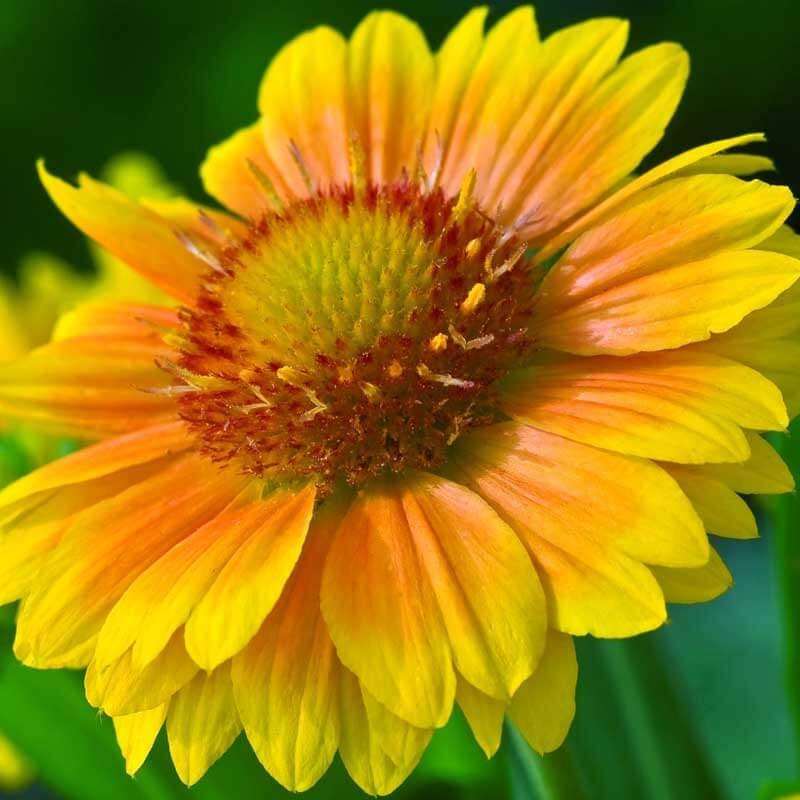 Gaillardia Arizonia APRICOT YELLOW RED Flowers 150 Seeds of MIXED COLORS Non-GMO