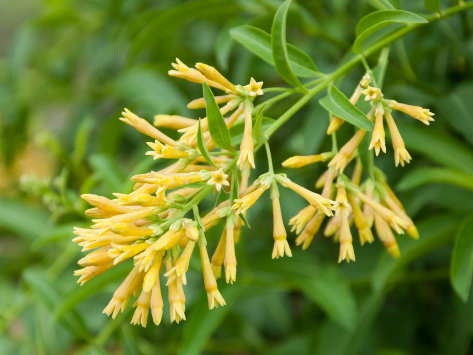 Night Blooming Jasmine Live Plant