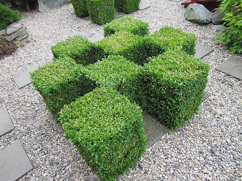 Buxus sempervirens 1,000 Seeds – Common Boxwood