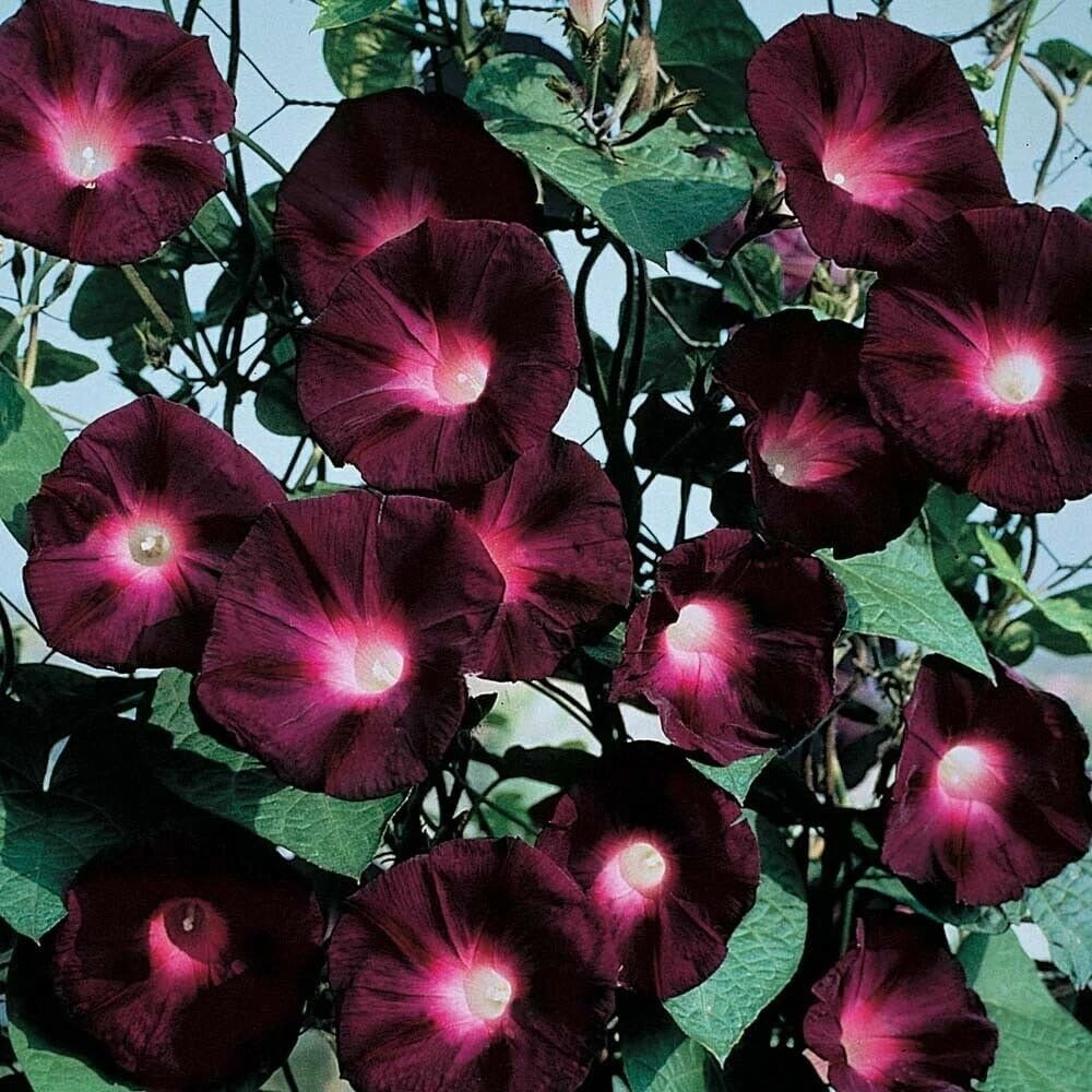 50+Tall Morning Glory Seeds Mix Climbing Vine Flower Fence Garden USA Flower …