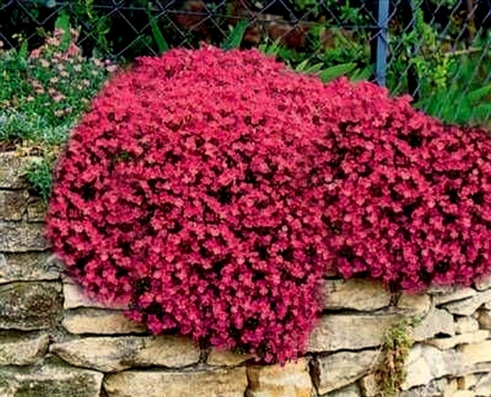 Rock Cress Seeds Cascading Red – Heirloom Groundcover Seeds Perennial 50ct Pack