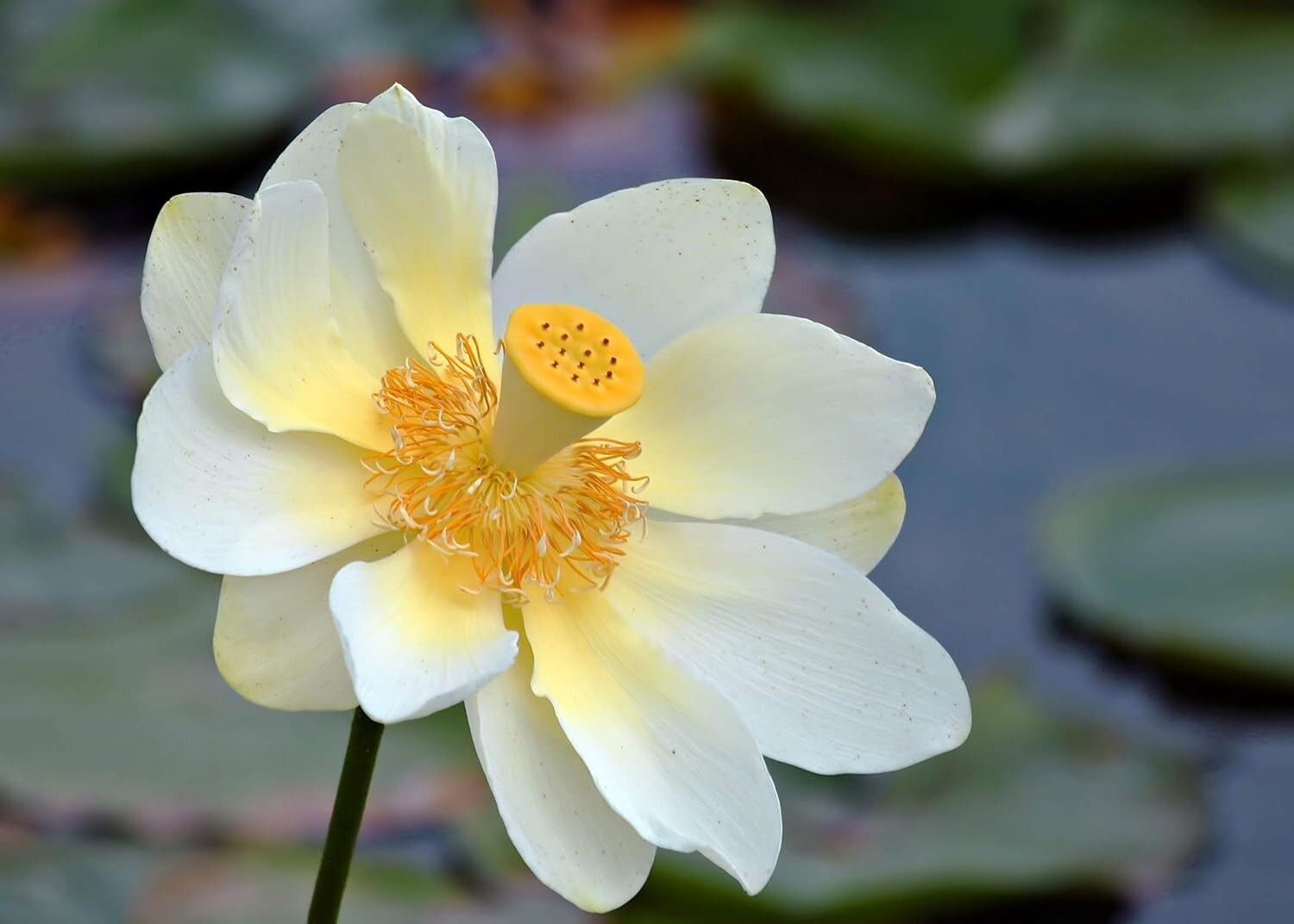 Native US Wildflower Seeds – American Lotus Perennials for Outdoor Water Gardens