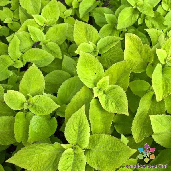 25+ Premium Sun Lime Delight Coleus Seeds for Garden – USA – FREE SHIPPING!