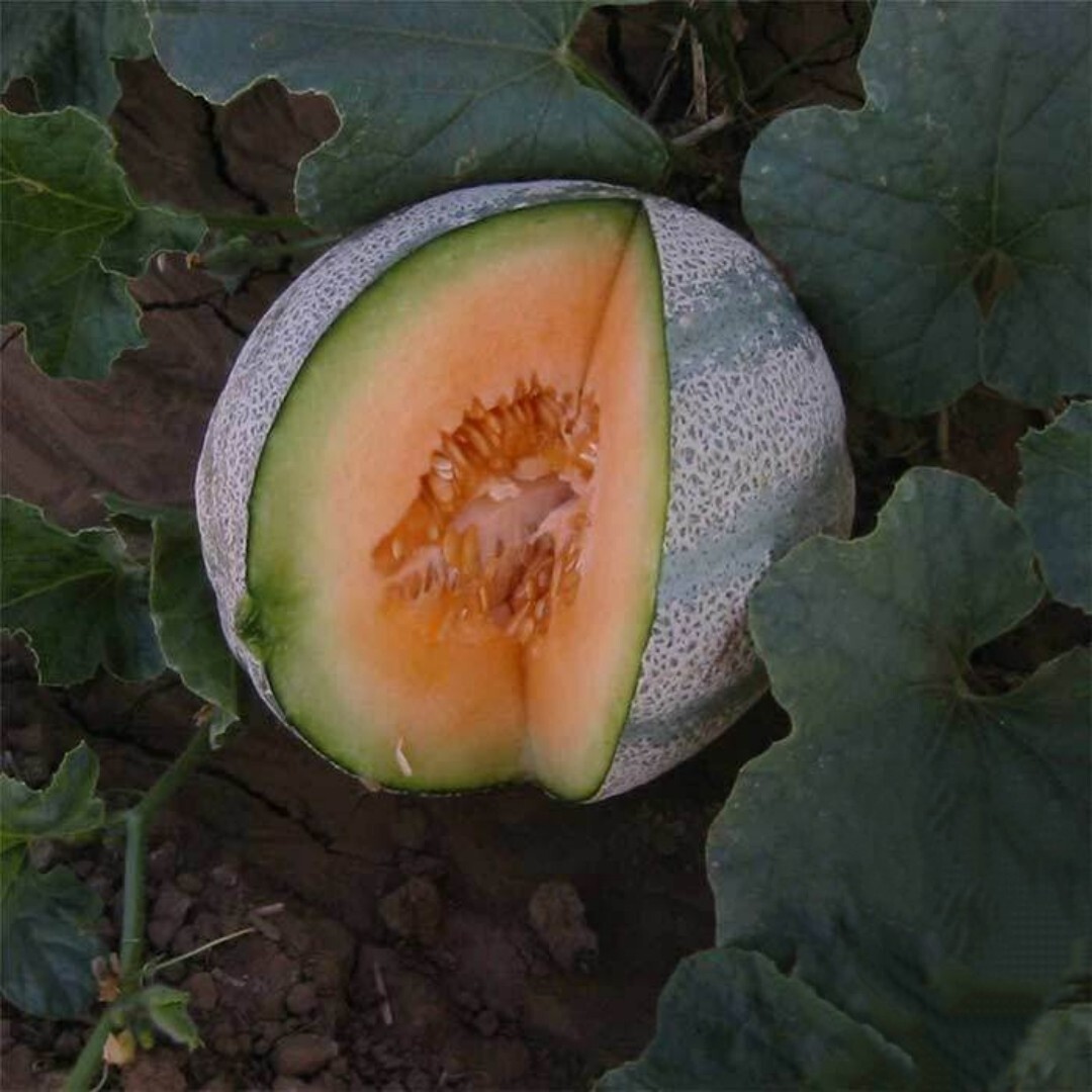 20+ Planters Jumbo melon seeds | Fruit | NON-GMO