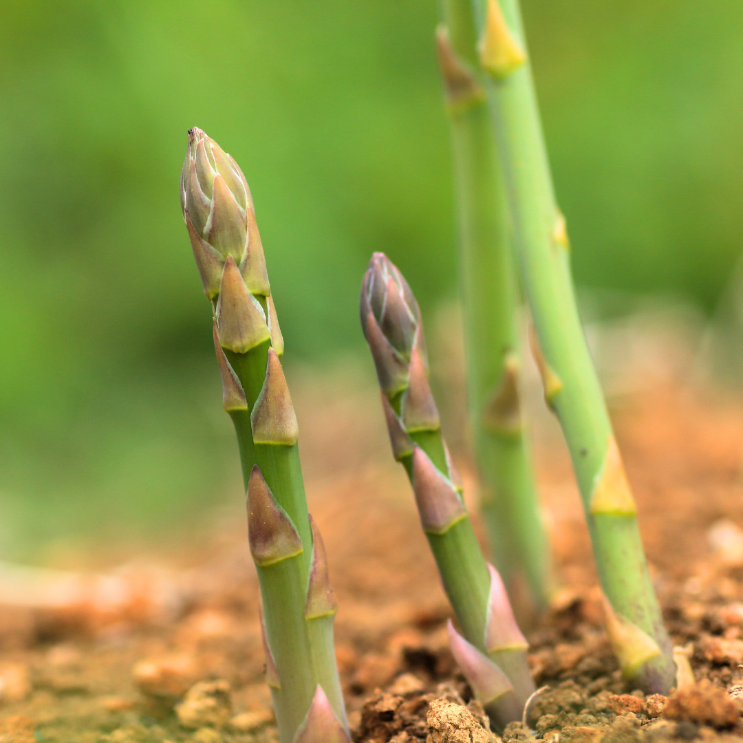 Fresh Asparagus Seeds | Mary Washington | Heirloom Non-GMO | Vegetable Seeds