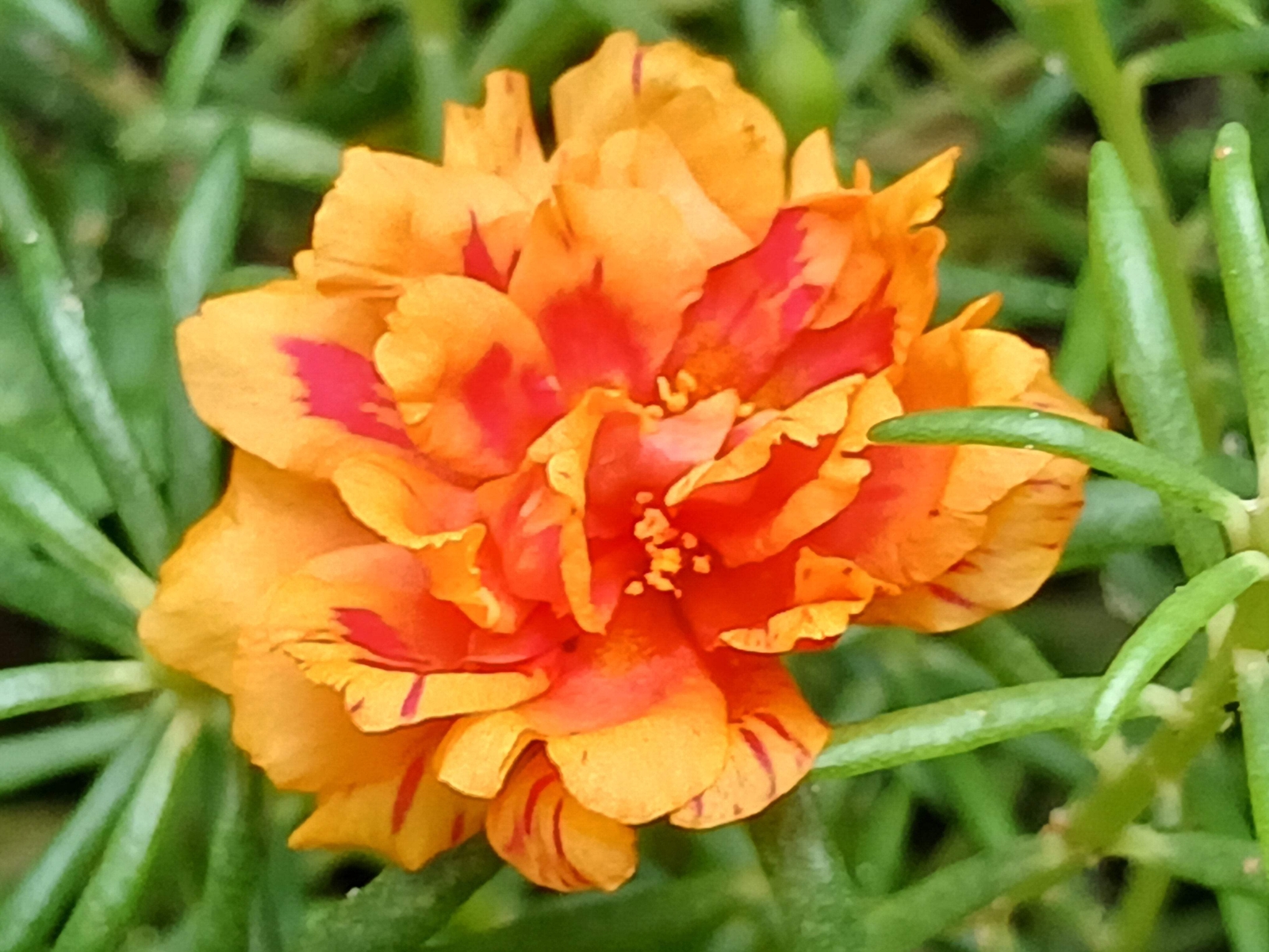 100 Mixed Colors PORTULACA MOSS ROSE Flower Seeds