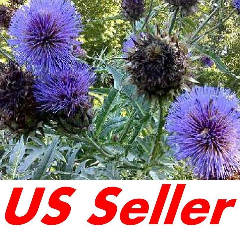 40 Seeds Cardoon Artichoke Thistle “Cynara” E139, Home Gardening Seeds