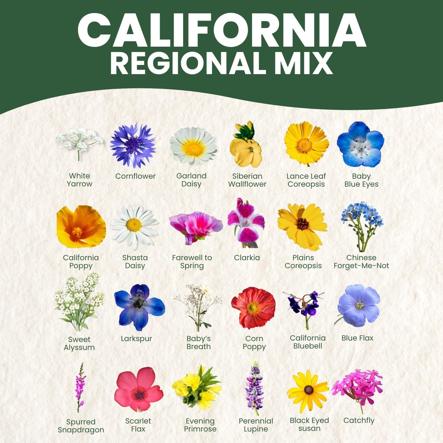 California Wildflower Seed Collection – 79,000 Seeds for Low-Maintenance Beauty