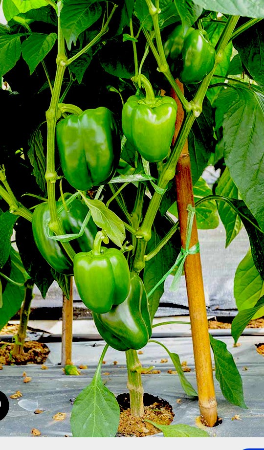 15 Packets Asian/Indian Vegetables SEEDS. Bittermelon, spinach , Okra and more!