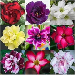 20 Desert Rose Seeds, Mixed Colors, Adenium obesum, Non-GMO Heirloom | Exotic fl