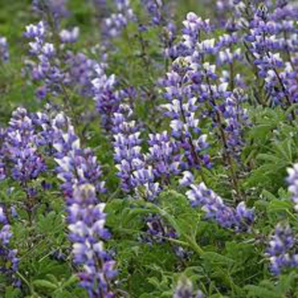 ARROYO LUPINE 500 SEEDS BEAUTIFUL PURPLE FLOWERS