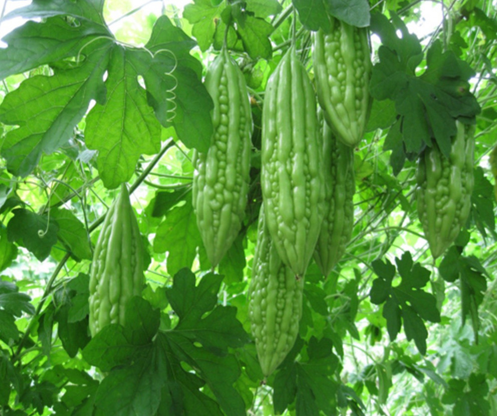 Hybrid Asian Bitter Gourd Seeds – Long Fruit Fat Type – 2g per Pack – Khổ Qua Mỡ