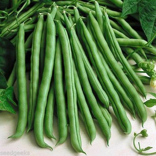 70 Blue Lake Pole Bean Heirloom Seeds Stringless Heirloom