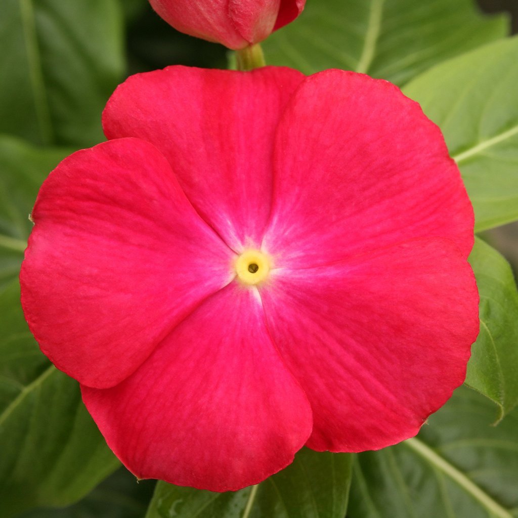 Vinca Seeds Cobra Red With Eye 25 Seeds Flower Seeds