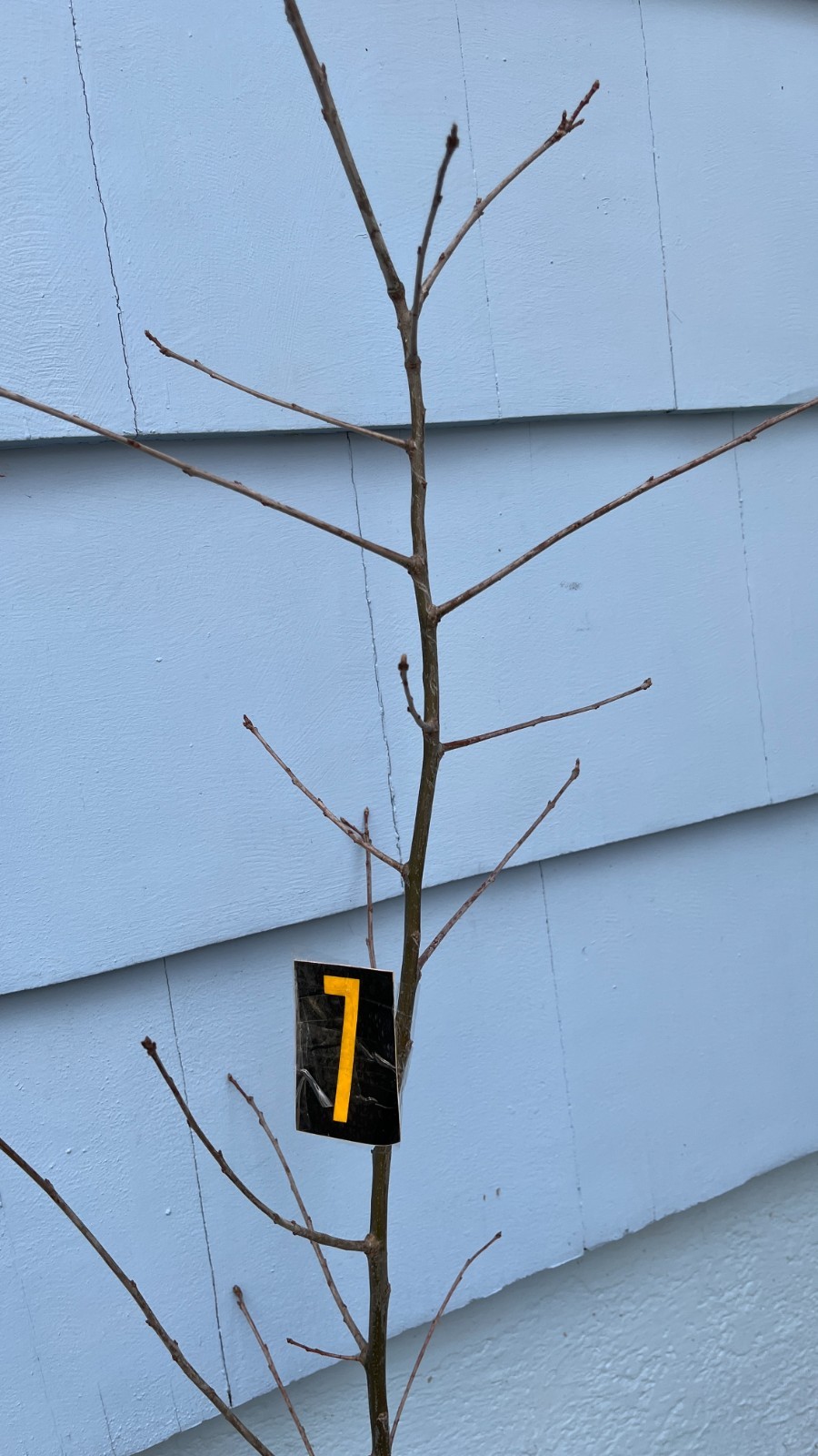 Exact plant #7, Pin Oak 6 year old tree (Quercus palustris) bareroot