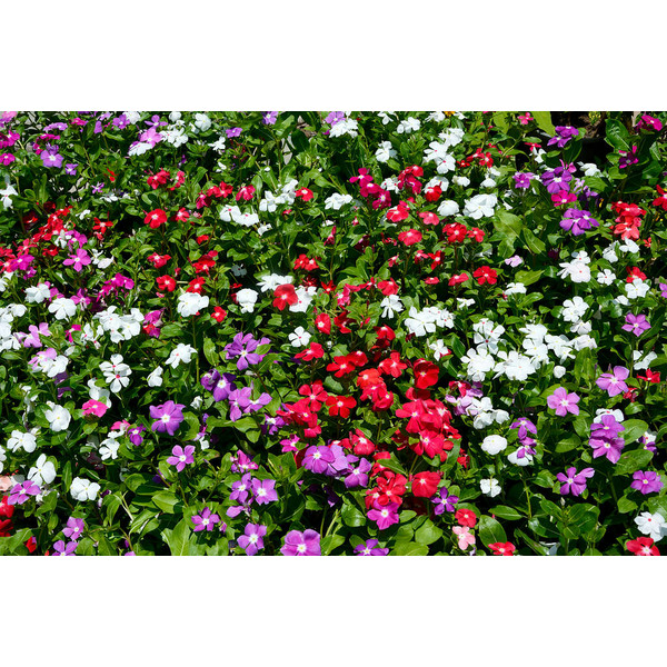 Vinca Rosea Flower Seeds For Gardening And Planting Pack of 40 Seeds