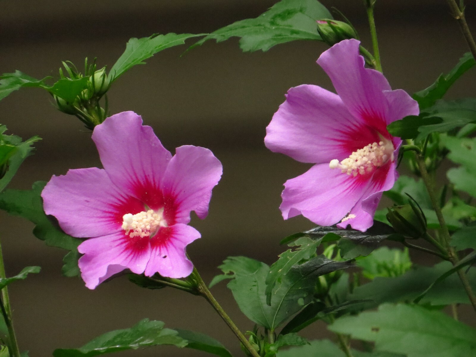 50+ Pink Rose of Sharon Seeds(Hibiscus syriacus/Aphrodite Althea/hardy hibiscus)