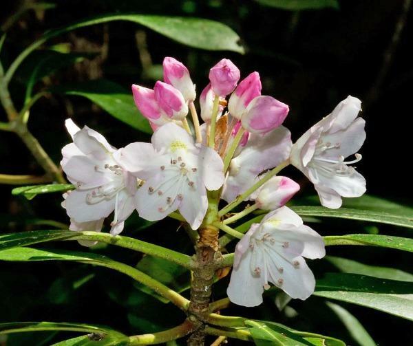 Rhododendron maximum | Rosebay | American or Great Laurel | 150 Seeds