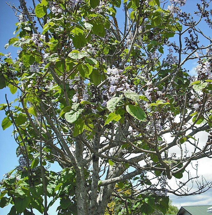 Paulownia elongata | Elongata Princess Tree | 100 Seeds
