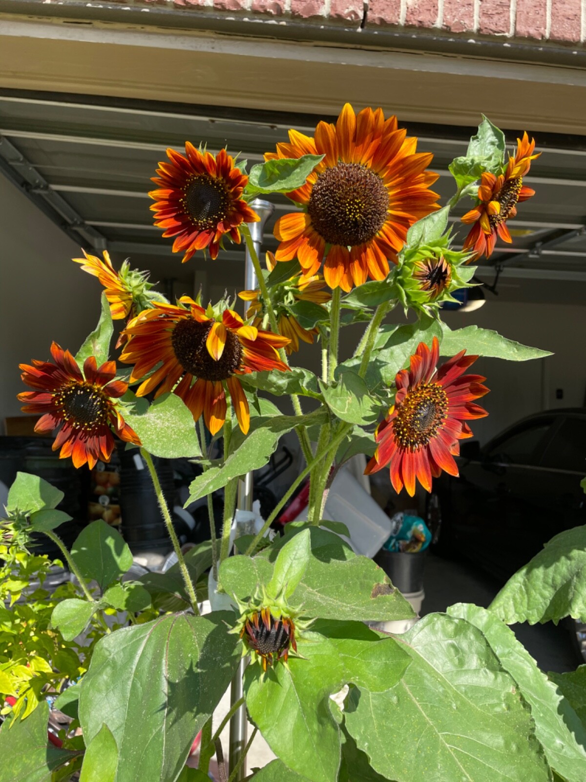 100 Red Sun Sunflower seeds Very beautiful