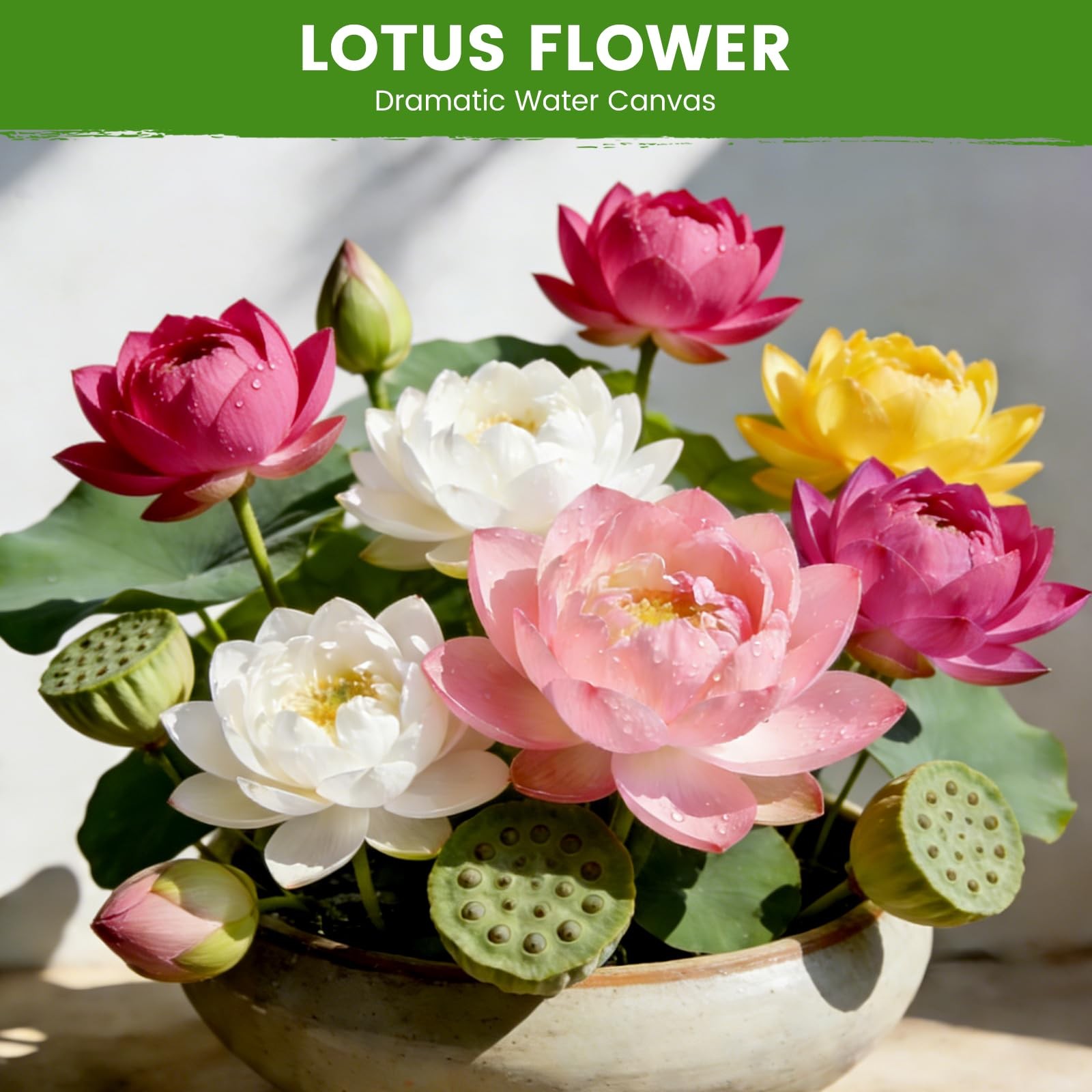 60 PCS Lotus Seeds for Planting in Water – Mixed Color Bowl Lotus Seeds, Live…