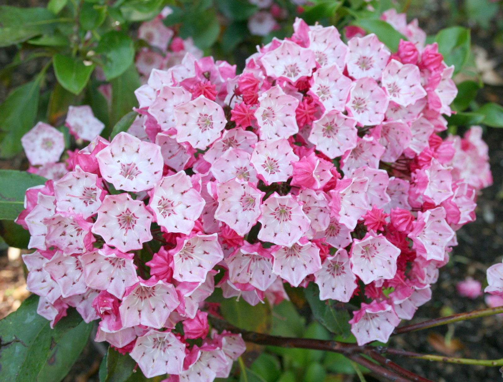 Kalmia latifolia MOUNTAIN LAUREL Seeds!