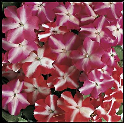 Impatiens Accent Star Mix 500 seeds
