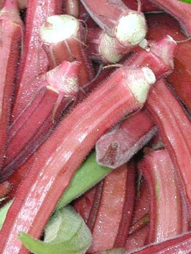 Okra RED Burgundy Great Heirloom Vegetable By Seed Kingdom 400 Seeds