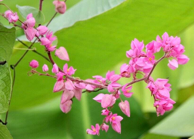 Rare Pink Coral Vine Chain of Love Seeds ~ Antigonon Leptopus ~ Heart Shaped