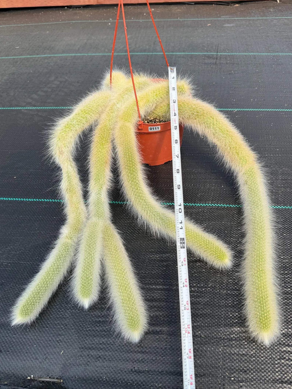 Hairy Monkey Tail Cactus | Rare White‑Hair Clone | Fuzzy Trailing Succulent