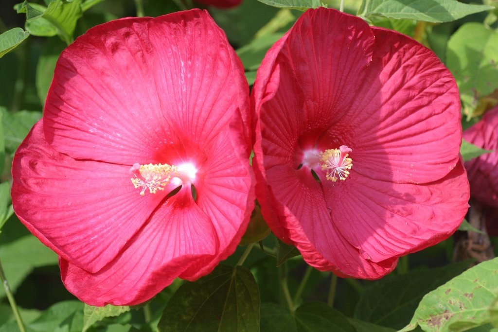 Hibiscus Disco Belle Rosy Red Hybrid 15 Hibiscus Seeds (Perennial Seeds)