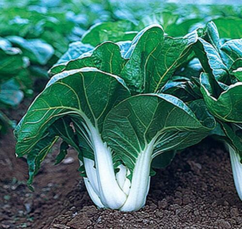 POK CHOI WHITE STEM CHINESE CABBAGE 250 SEEDS FRESH FOR 2024 GARDENS