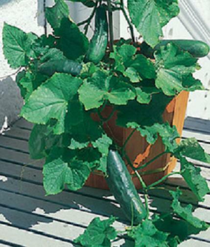 Spacemaster Cucumber Seeds HEIRLOOM – NON GMO Fresh Seeds for Your Garden