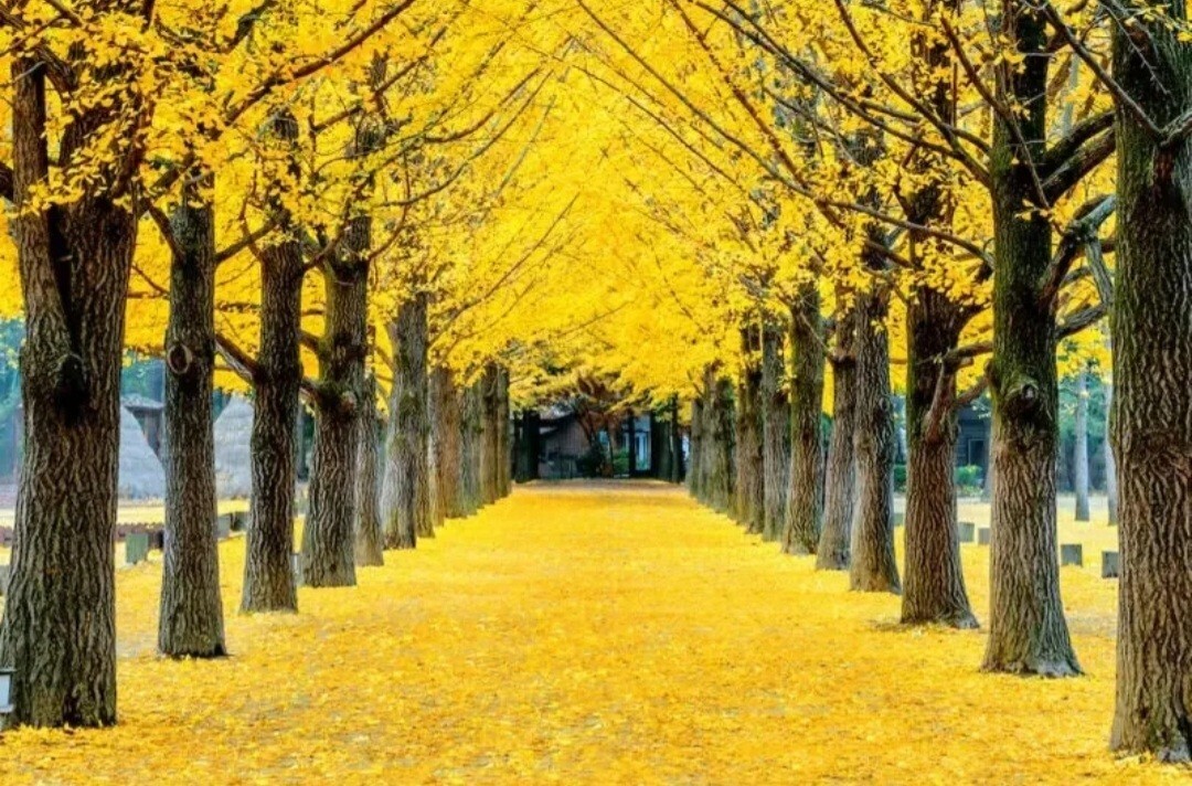 25 Ginkgo Biloba Seeds,Rare Ginkgo Unique Leaves Bright Yellow Maidenhair Tree