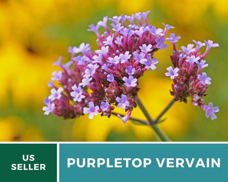 Vervain, Purpletop – 100 Seeds – Pollinator & Hummingbird Friendly