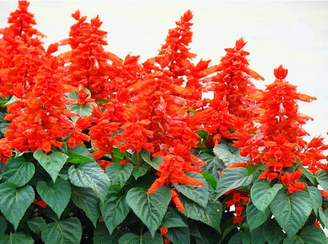 420 Salvia splendens Seeds Mixing Color Scarlet Sage Lamiaceae Dwarf Flower