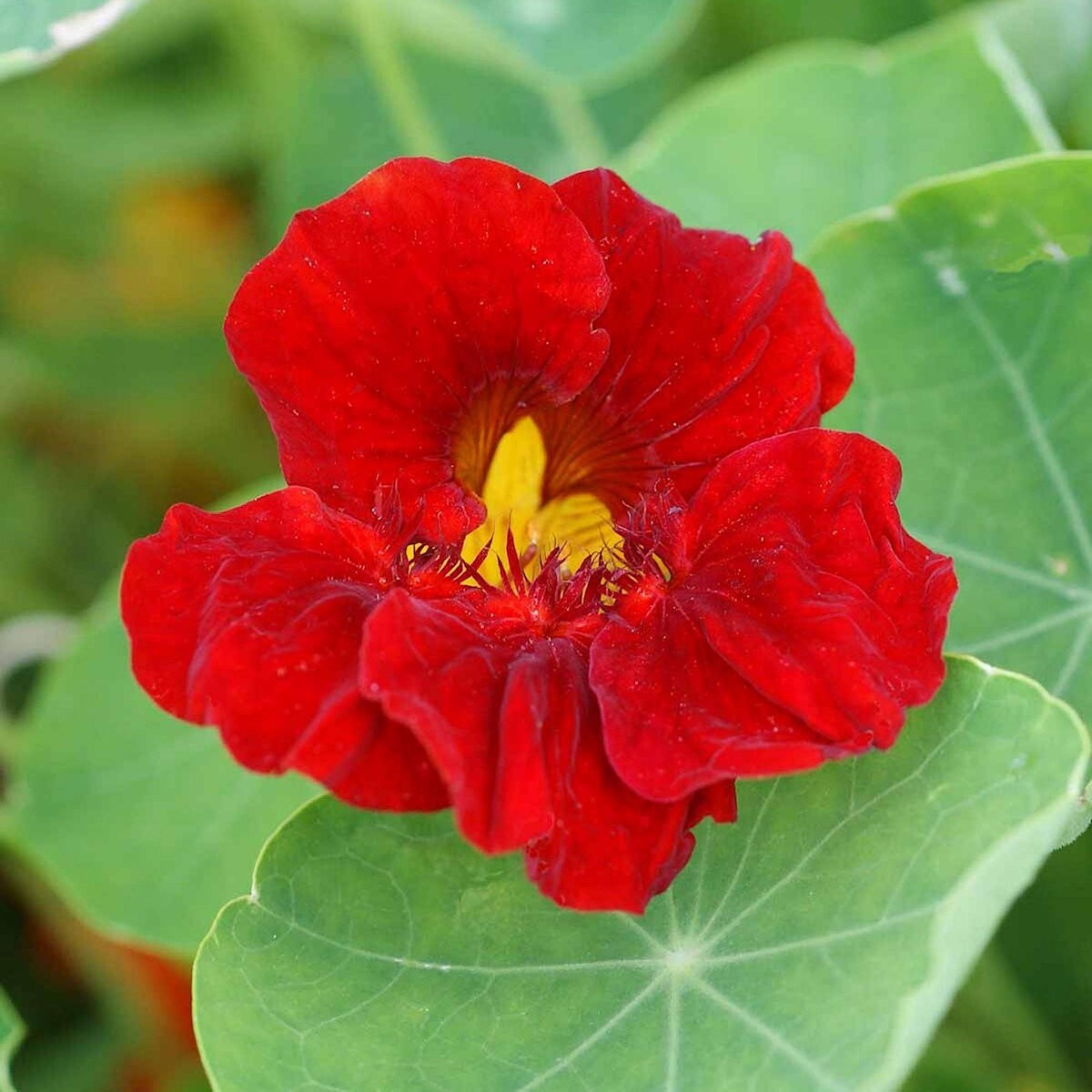 1/4 Lb Empress of India Nasturtium Wildflower Seeds – Everwilde Farms Mylar